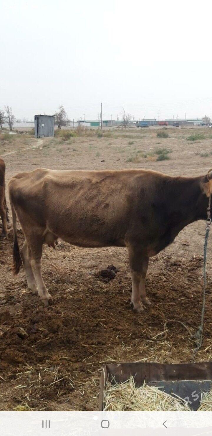 голели сыгыр - Änew - img 3