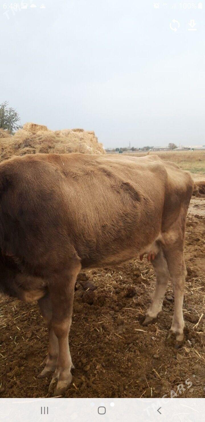 голели сыгыр - Änew - img 2