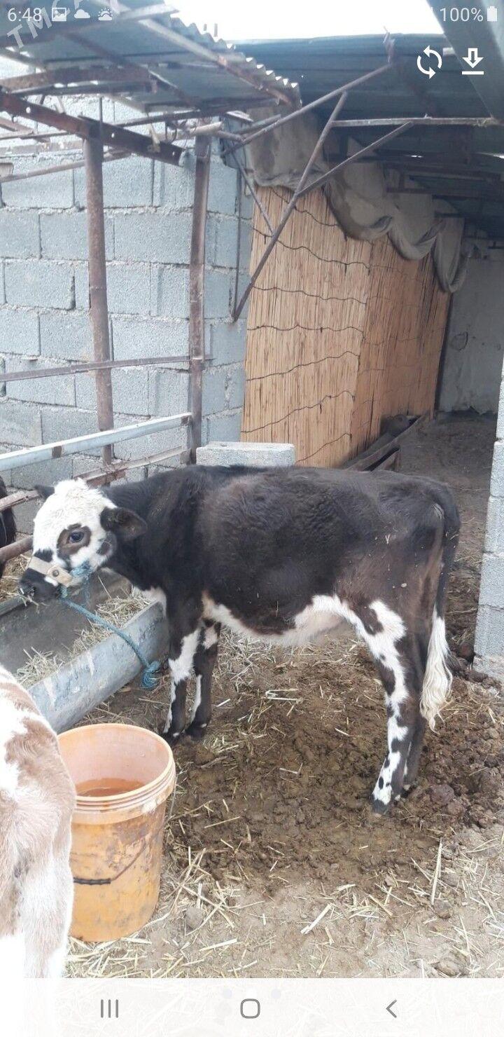 голели сыгыр - Änew - img 4