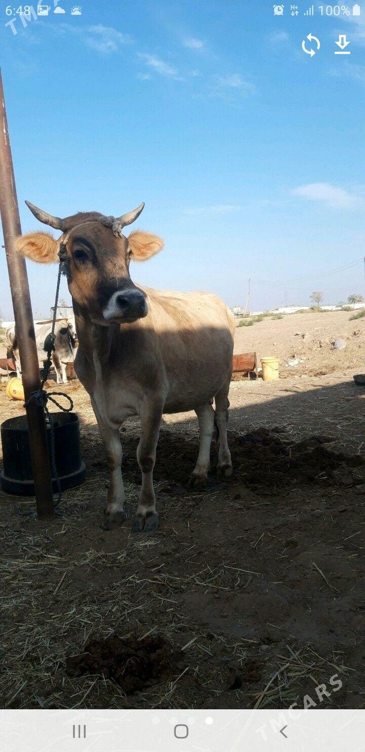 голели сыгыр - Änew - img 1