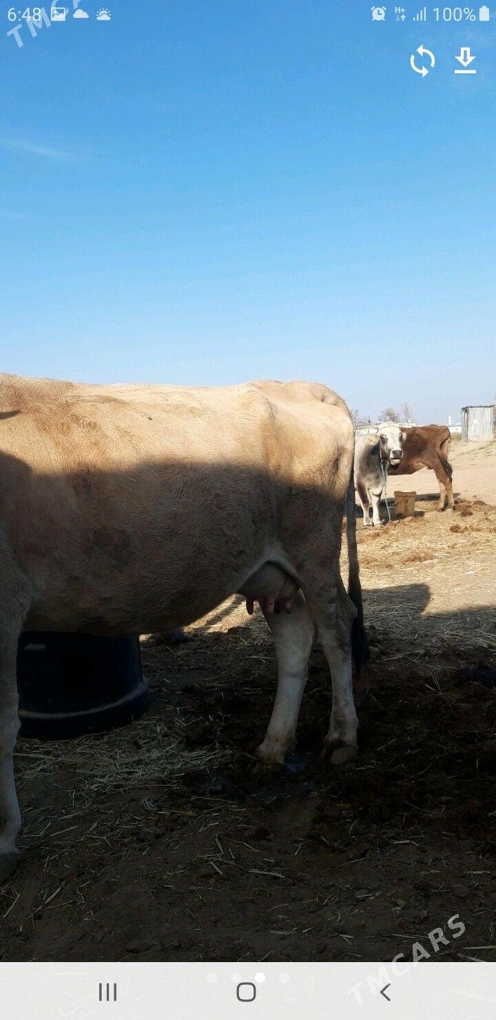 голели сыгыр - Änew - img 2