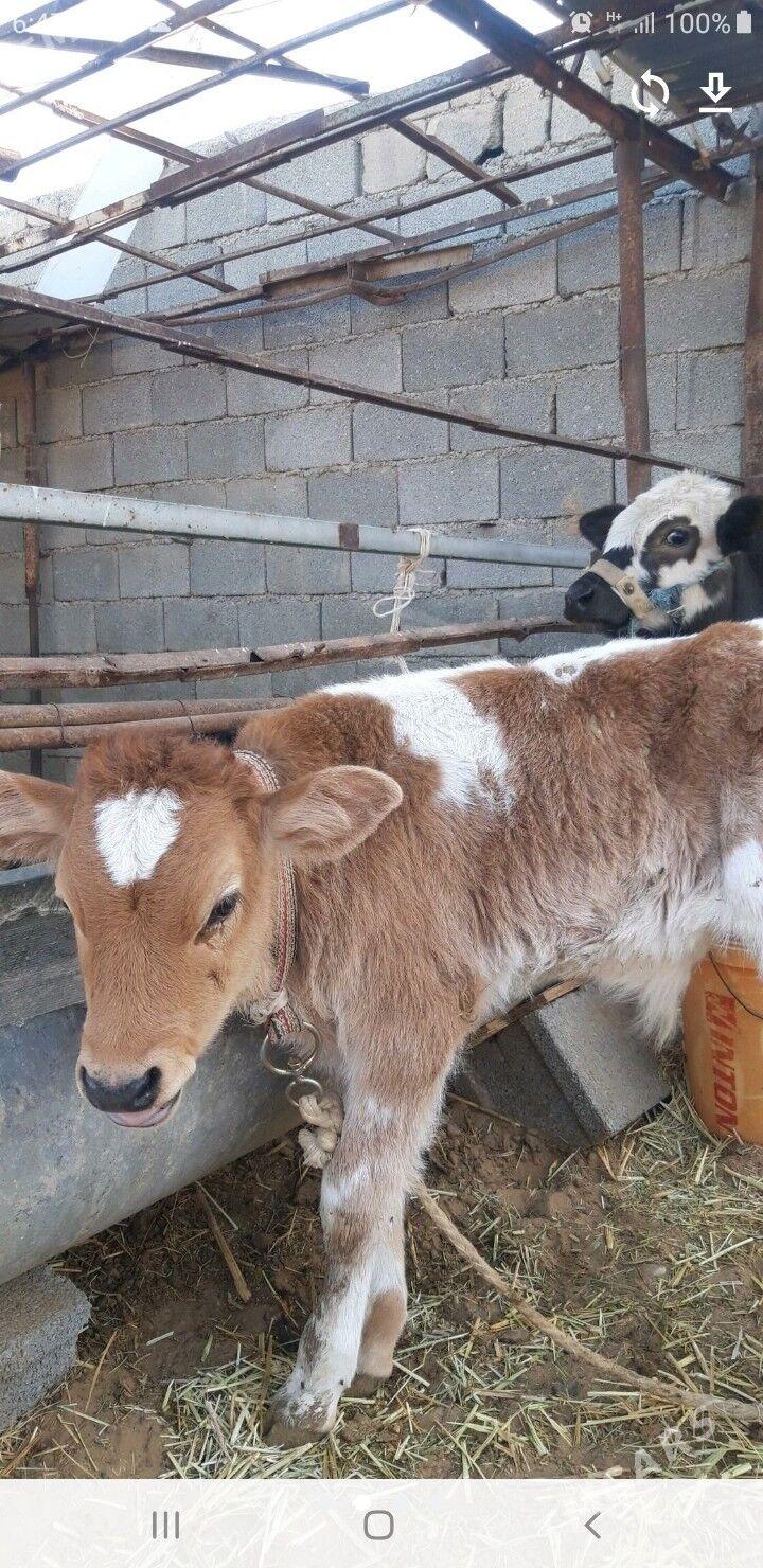 голели сыгыр - Änew - img 4