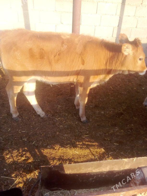 okuzce - Babadaýhan - img 2