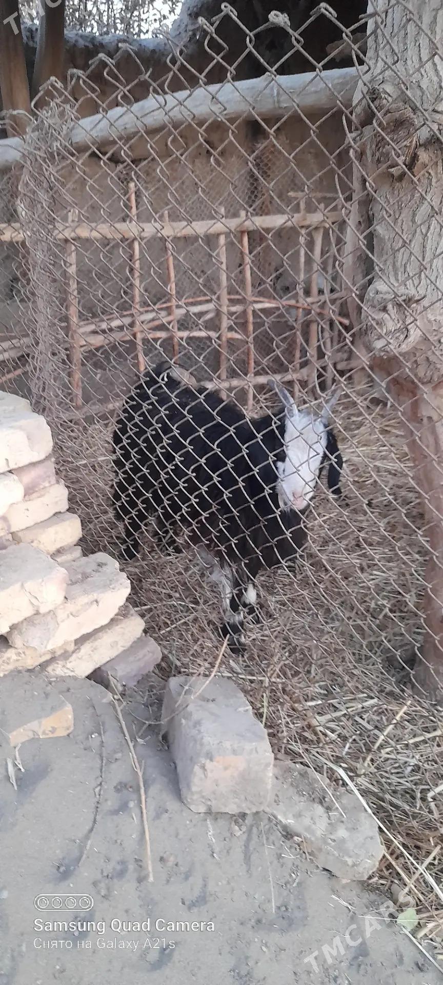 Geçi - Daşoguz - img 3