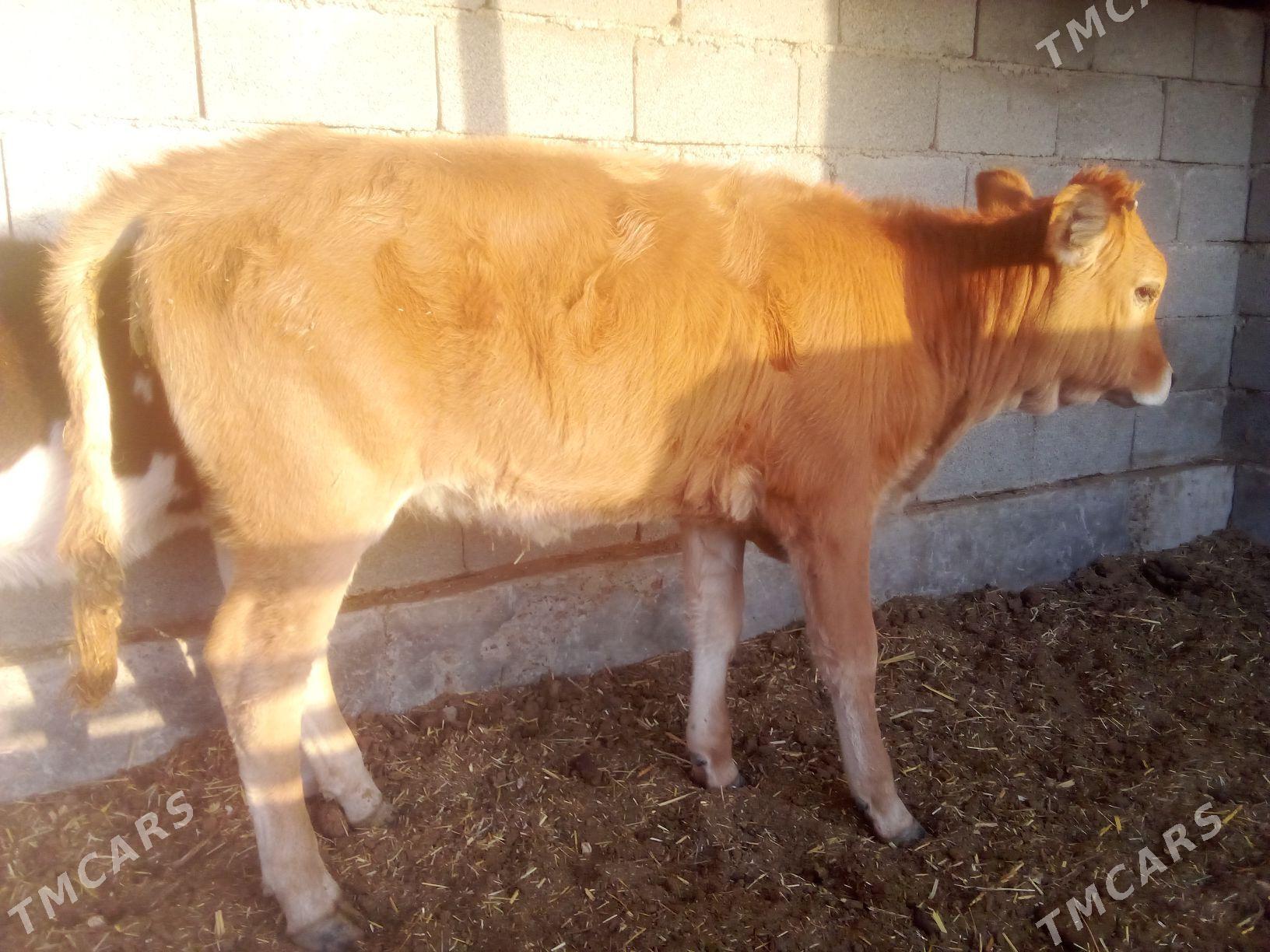 okuzce - Babadaýhan - img 4