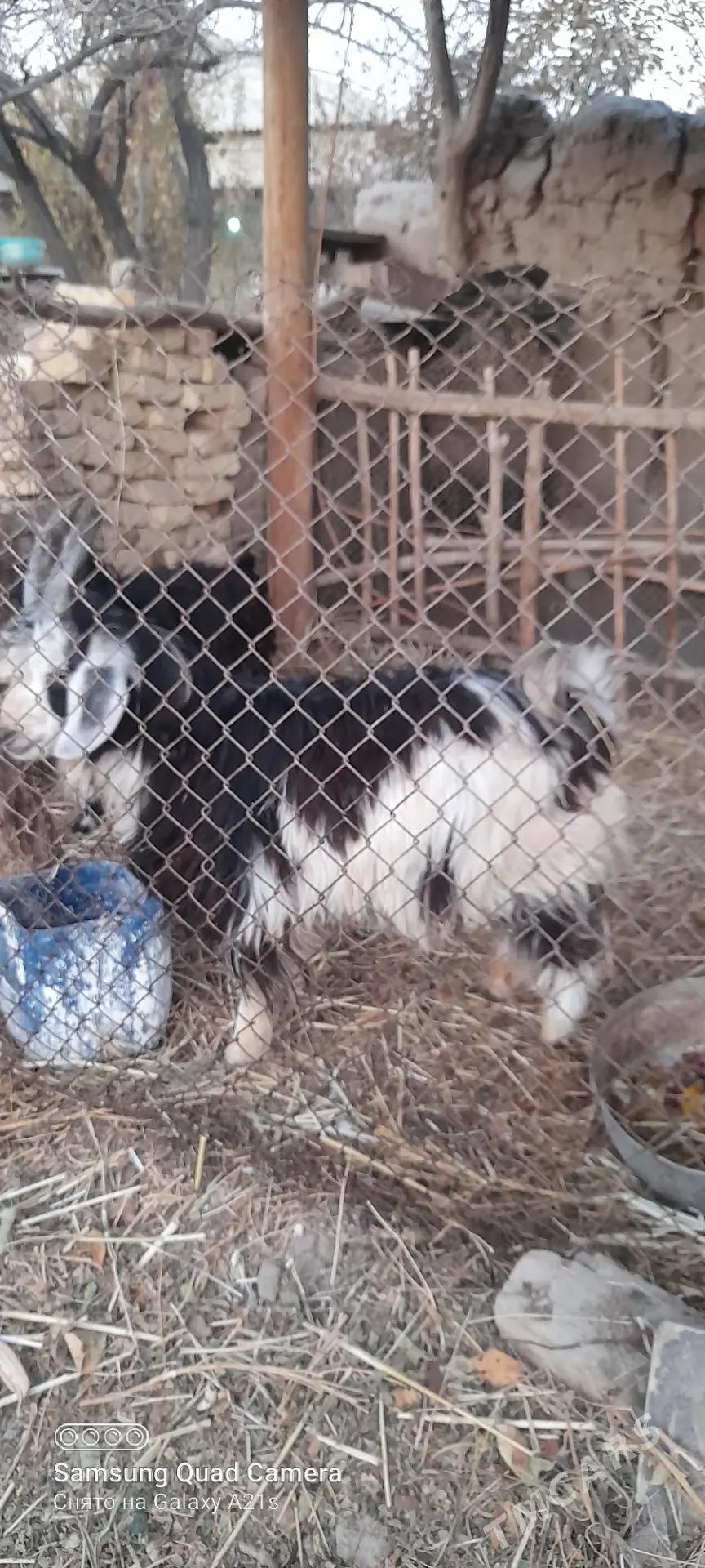 Geçi - Daşoguz - img 1