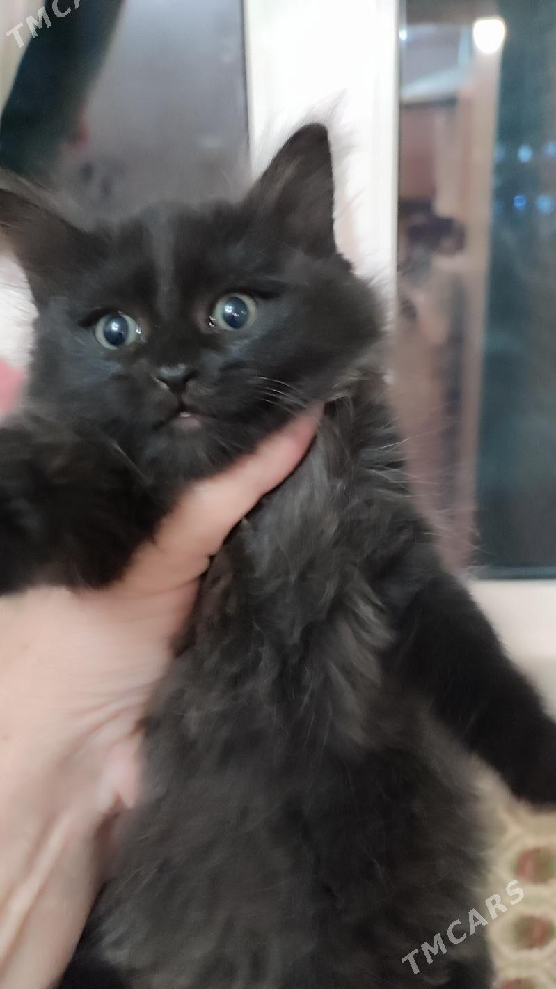 котята - Aşgabat - img 2