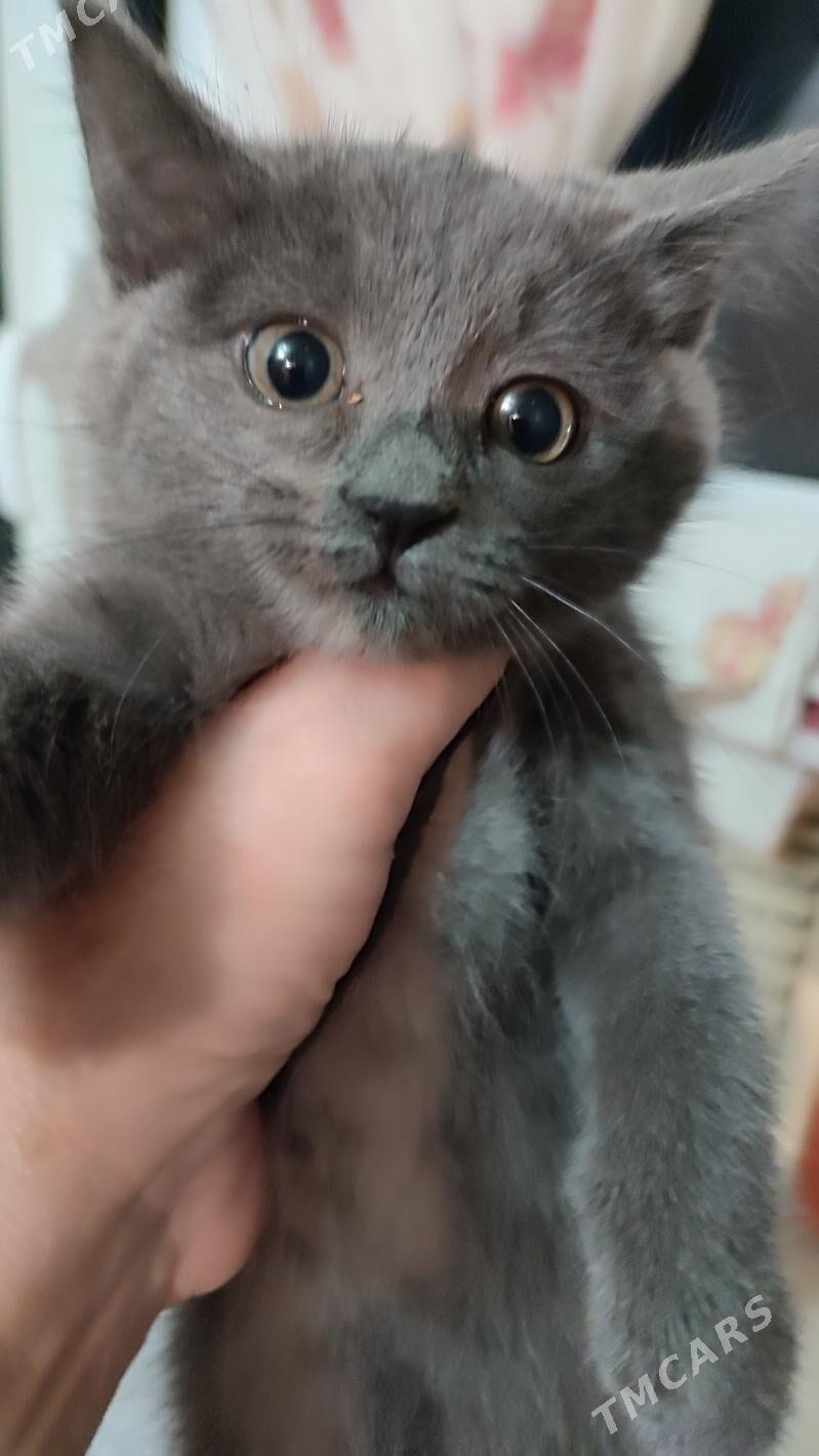 котята - Aşgabat - img 1