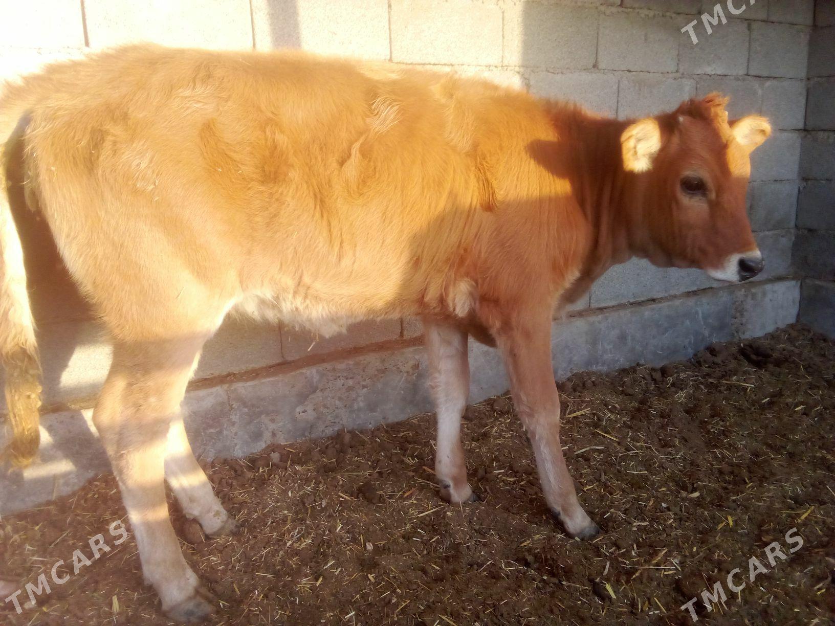 okuzce - Babadaýhan - img 3