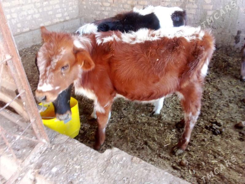 okuzce - Babadaýhan - img 5