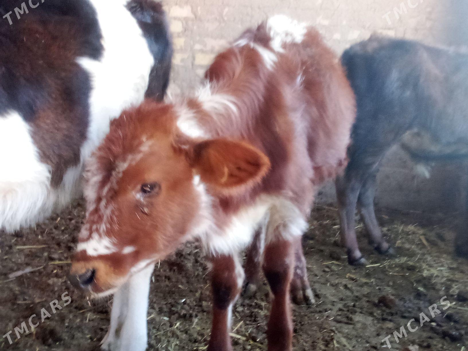 okuzce - Babadaýhan - img 6