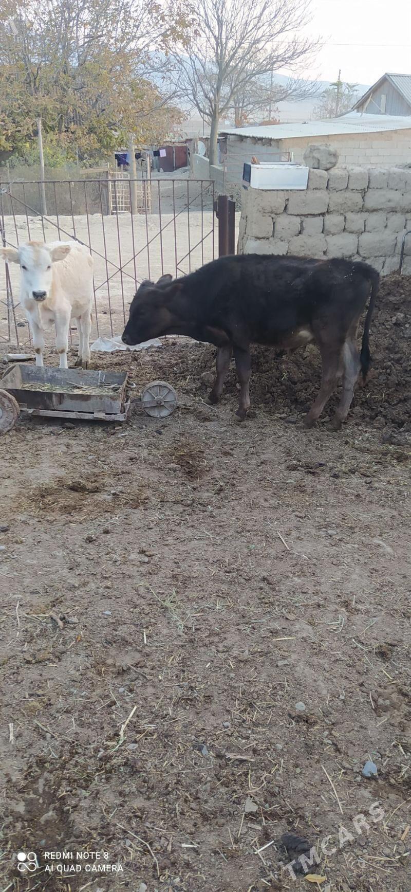 okuz - Bäherden - img 1