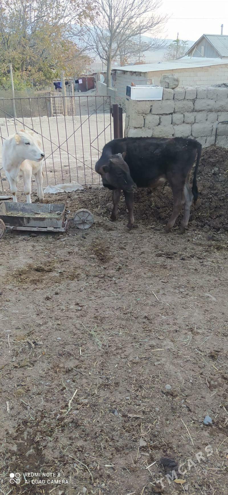 okuz - Bäherden - img 2