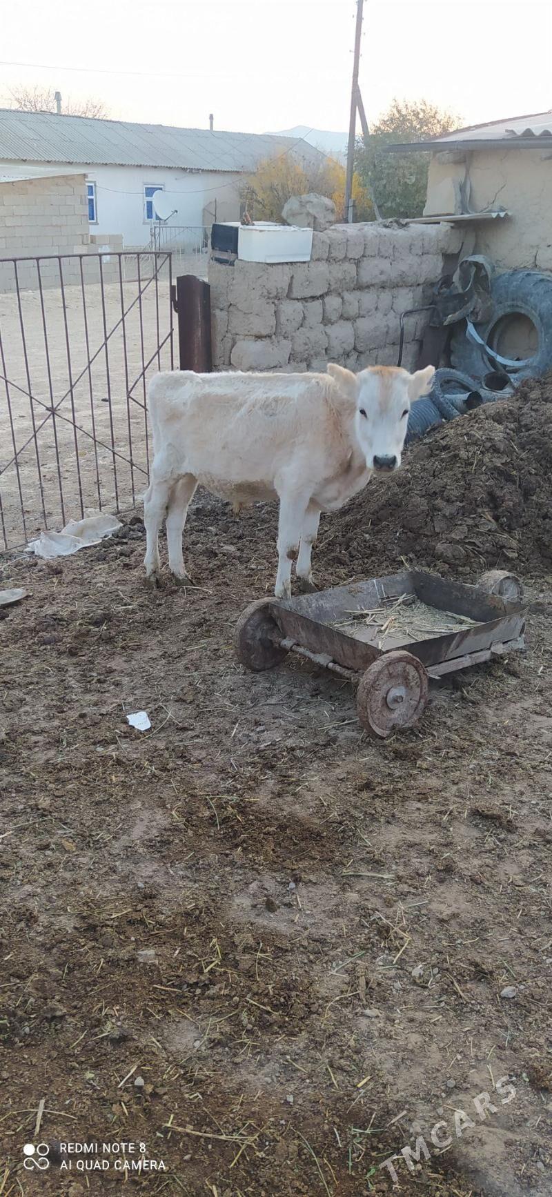 okuz - Bäherden - img 3