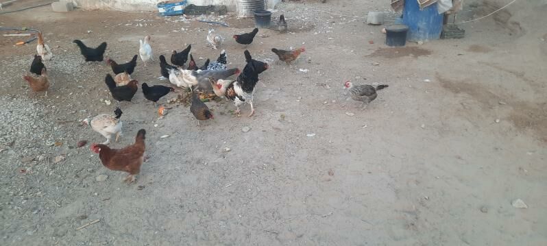 towuk induk brama ataks - Türkmenbaşy - img 1