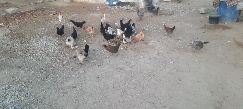 towuk induk brama ataks - Türkmenbaşy - img 2