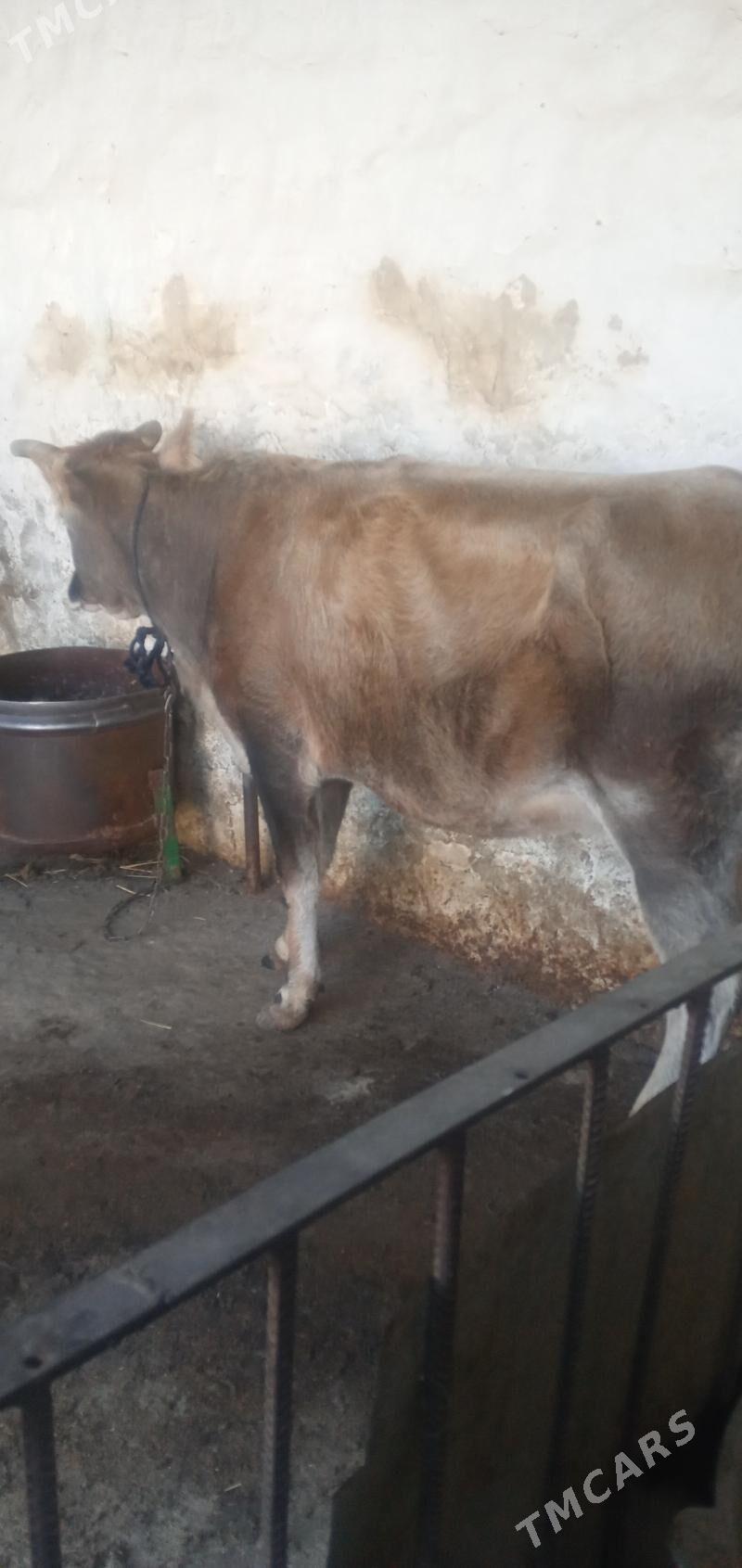 Sygyr - Gyzylarbat - img 2