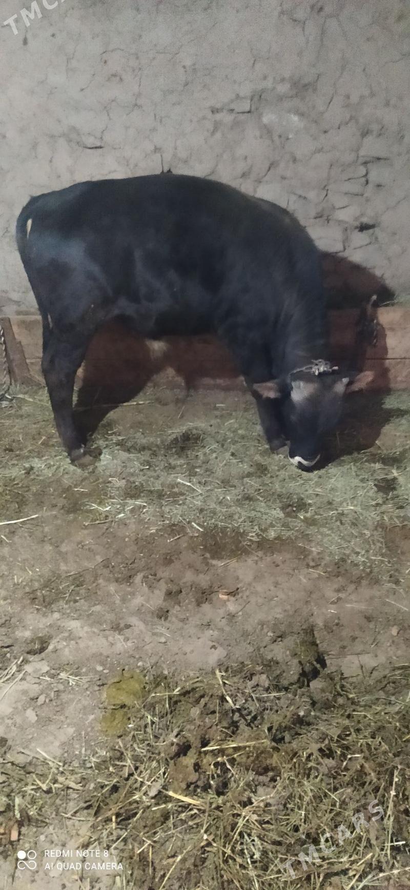 Okuz - Bäherden - img 3