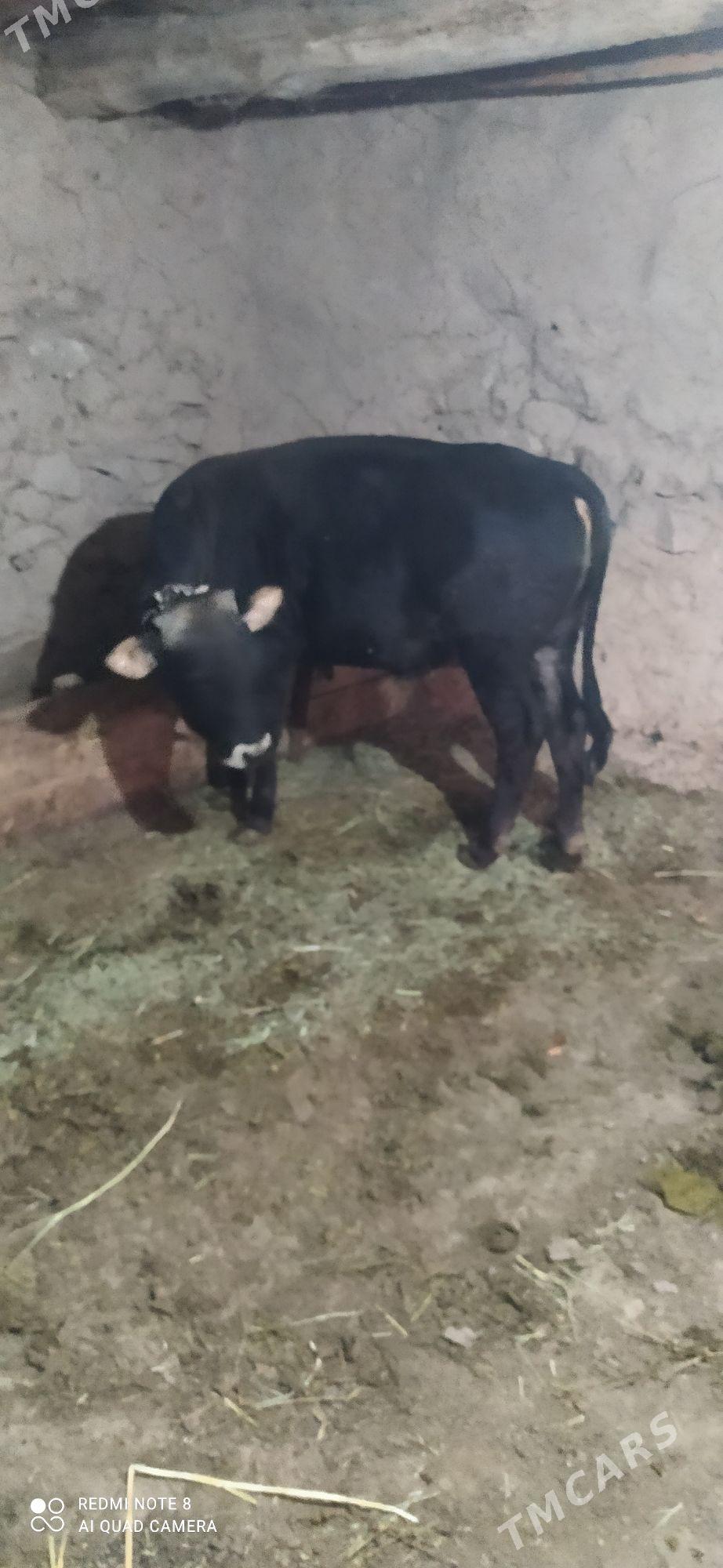 Okuz - Bäherden - img 2