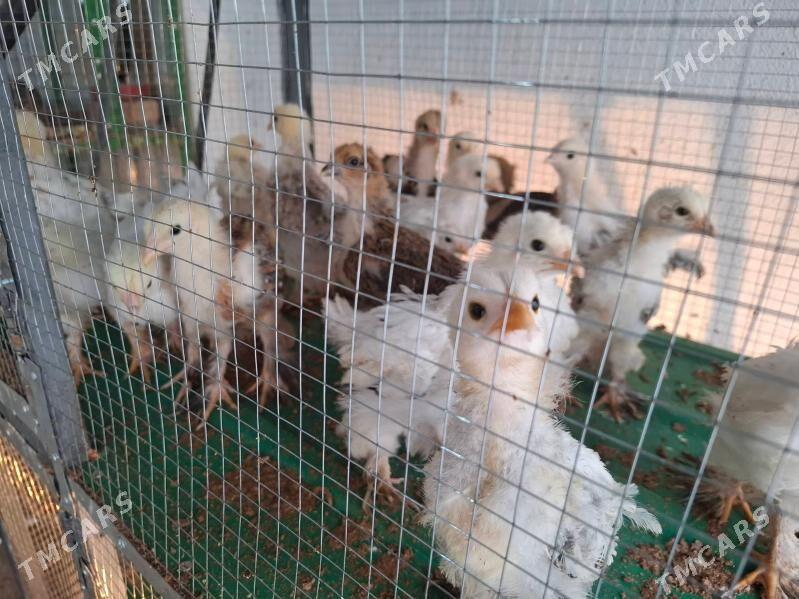 Balgar jüýjeler. - Täze zaman - img 3