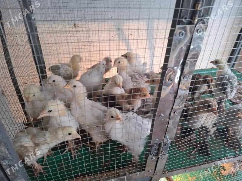 Balgar jüýjeler. - Täze zaman - img 2