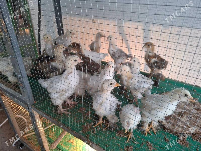 Balgar jüýjeler. - Täze zaman - img 4