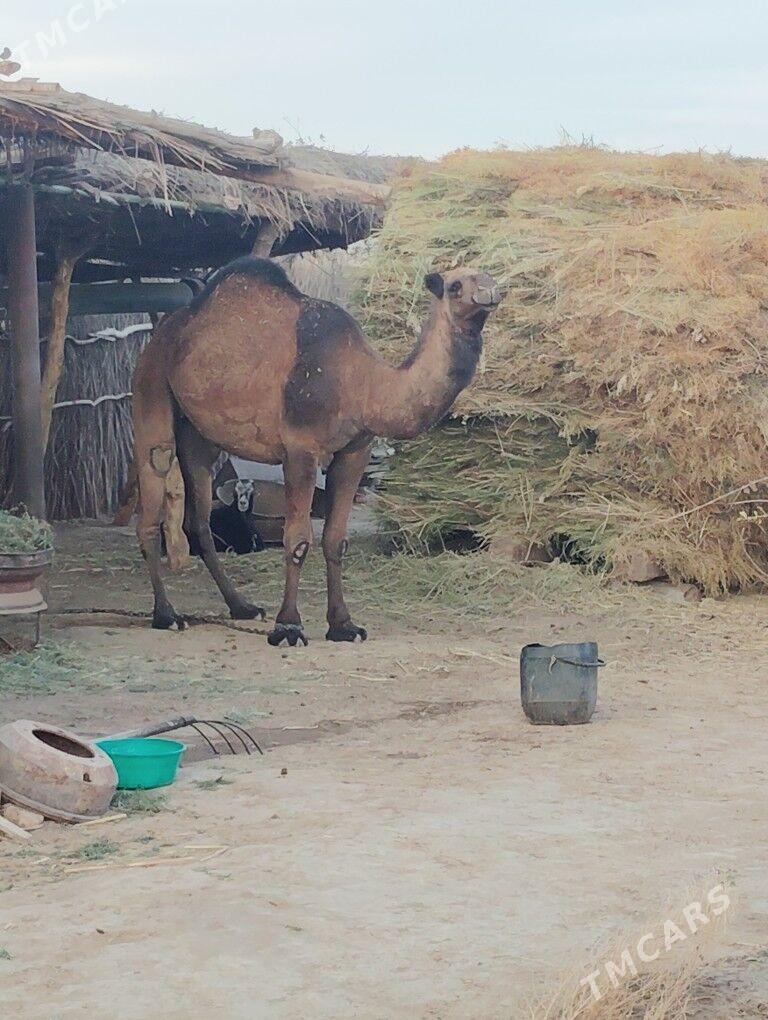 DUVE  GYSYR GALAN - Бабадайхан - img 3