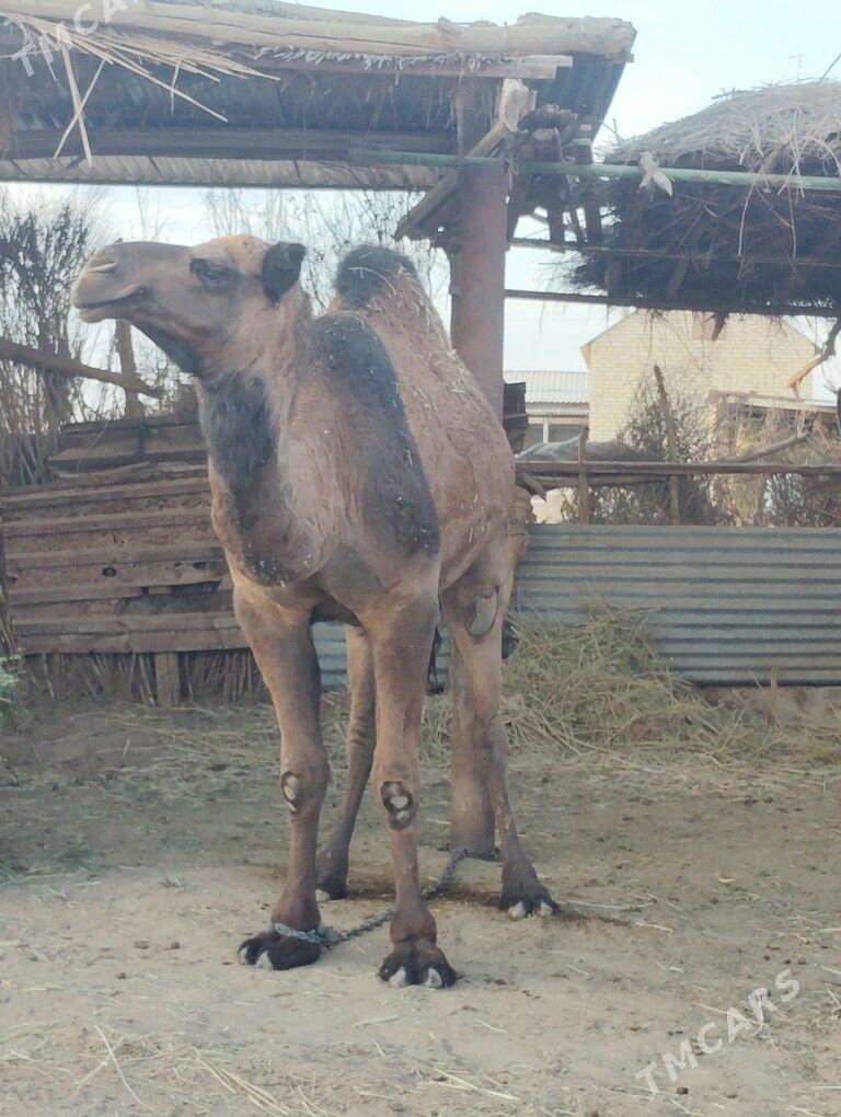 DUVE  GYSYR GALAN - Бабадайхан - img 2