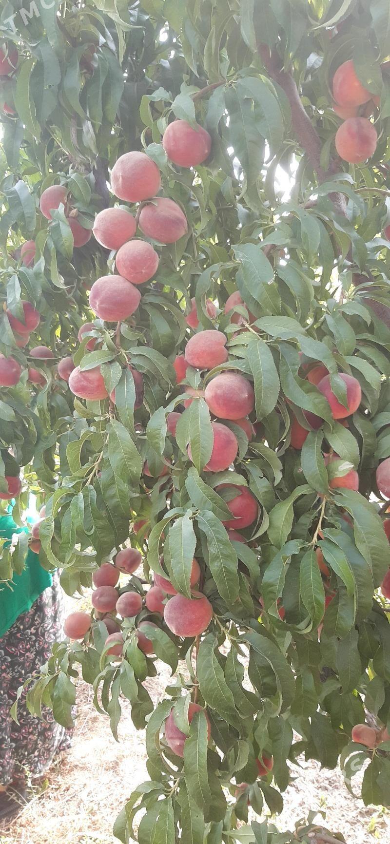 Šetdalyñ  šitili - Гёкдепе - img 3