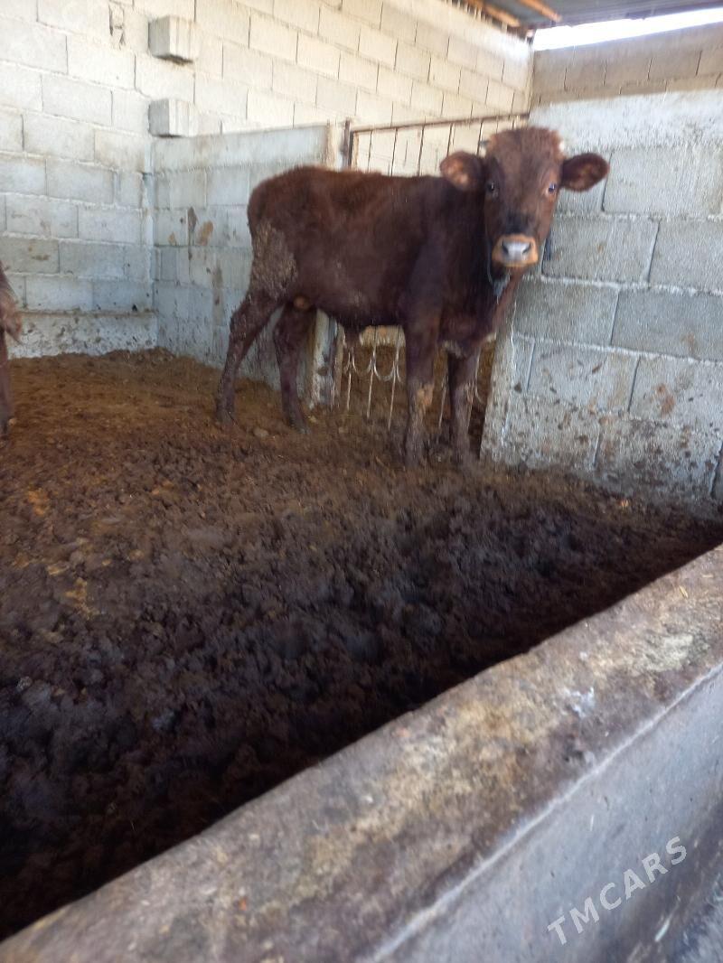 okuz - Gökdepe - img 4