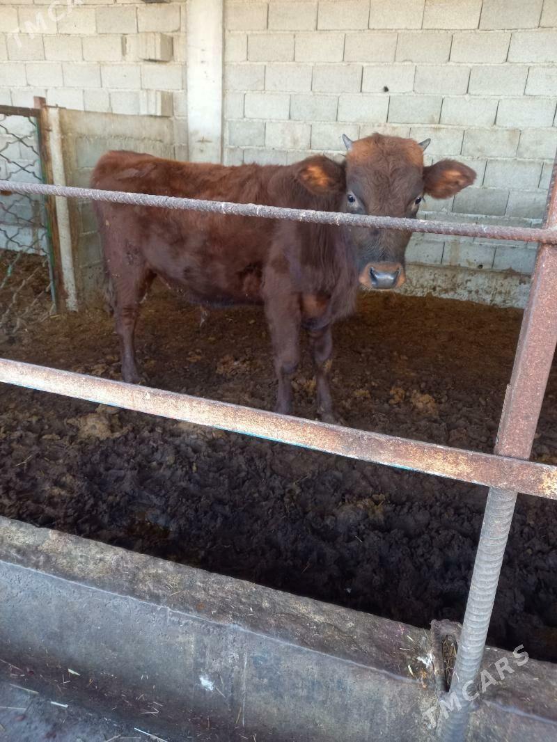 okuz - Gökdepe - img 2