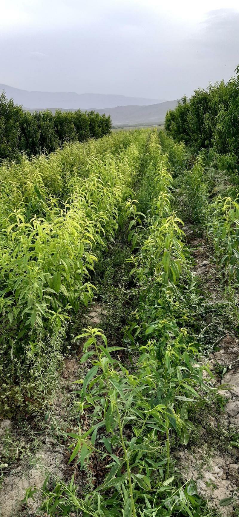 Šetdalyñ šitili - Гёкдепе - img 1