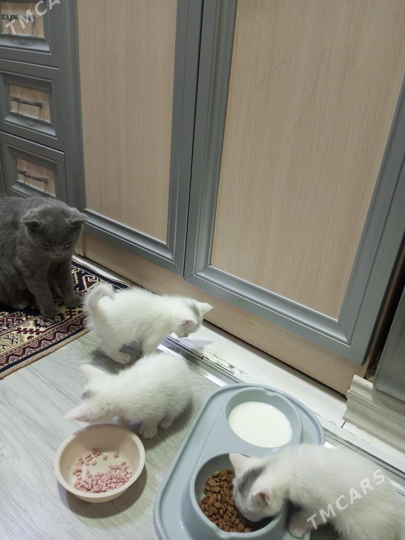 Британка - Aşgabat - img 2