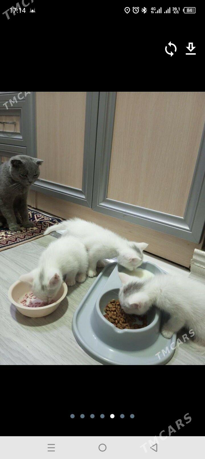 Британка - Aşgabat - img 3