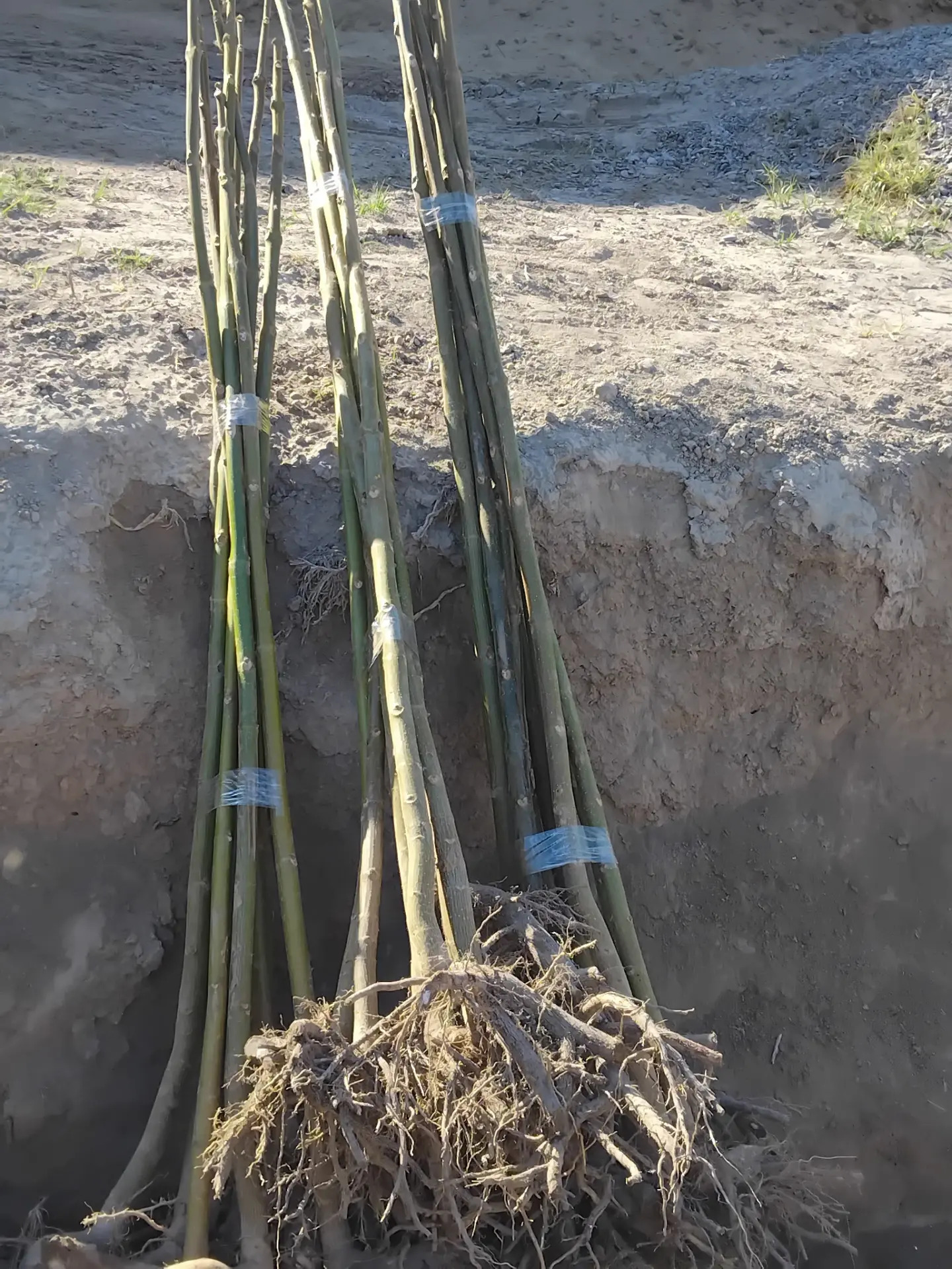 Pawloniya павлония - Чарджоу - img 10