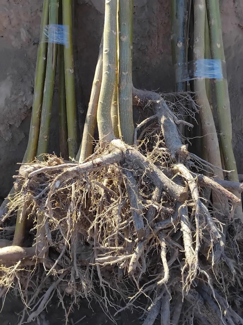 Pawloniya павлония - Чарджоу - img 8