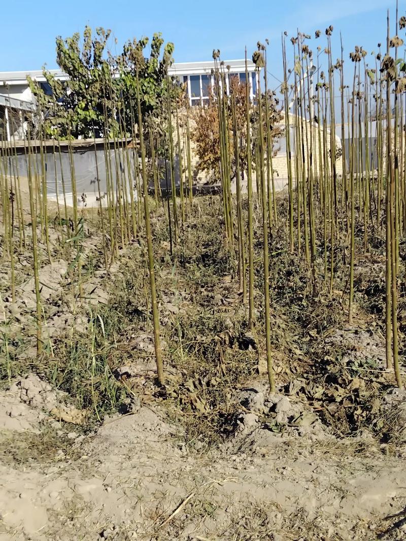 Pawloniya павлония - Чарджоу - img 9