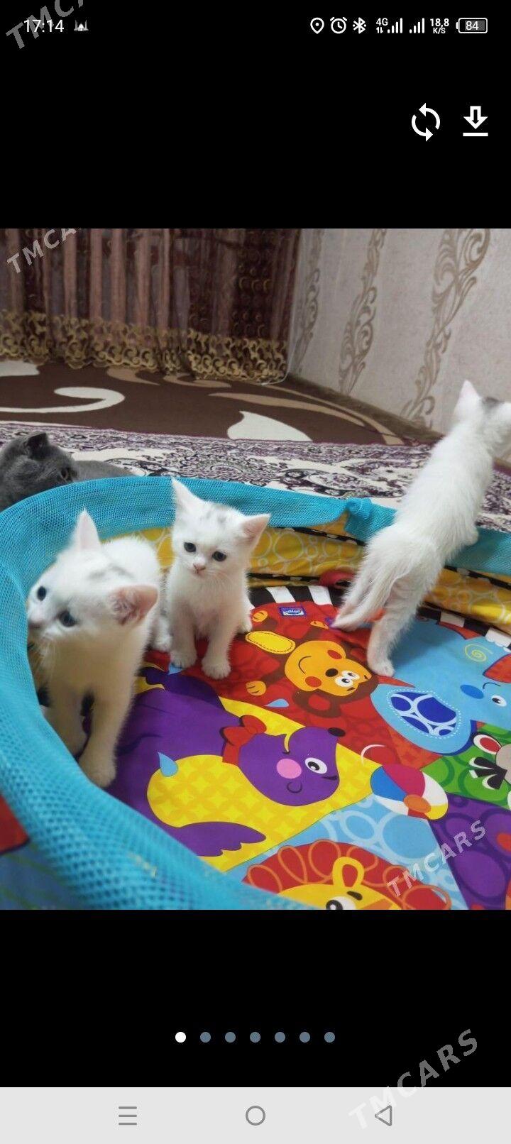 Британка - Aşgabat - img 4