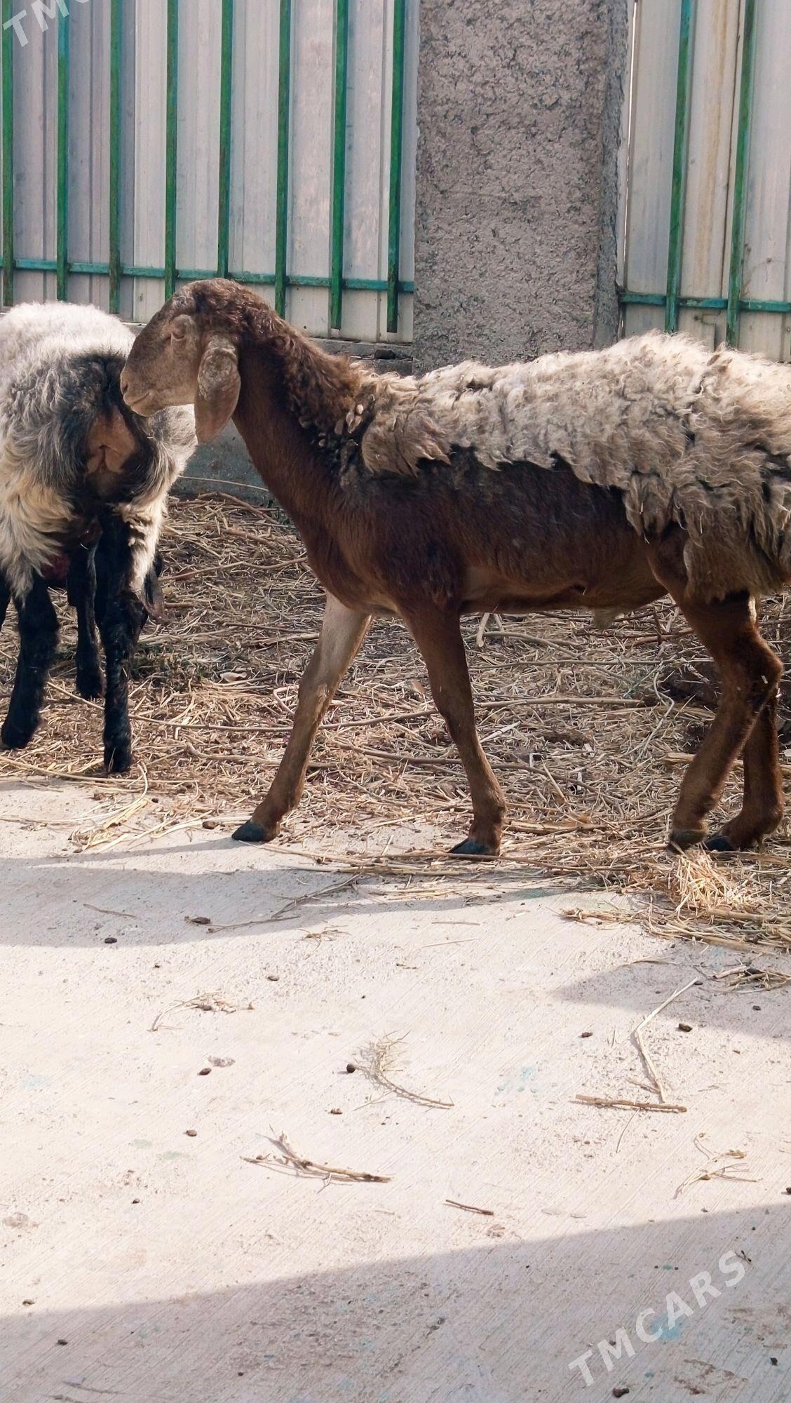 GYAR GOÇ. - Aşgabat - img 6