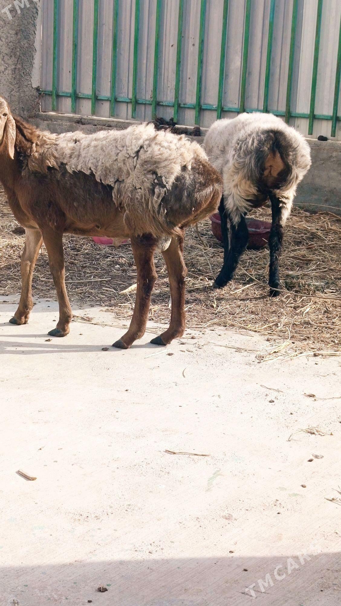 GYAR GOÇ. - Aşgabat - img 3