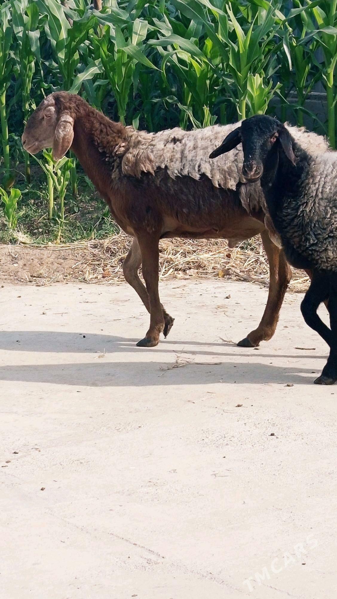 GYAR GOÇ. - Aşgabat - img 4