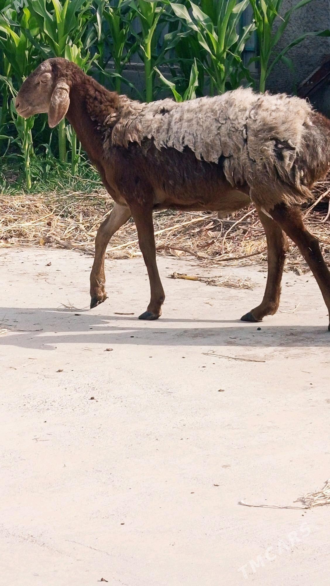 GYAR GOÇ. - Aşgabat - img 2