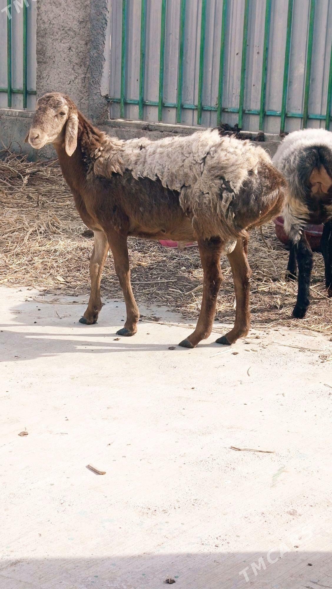 GYAR GOÇ. - Aşgabat - img 5