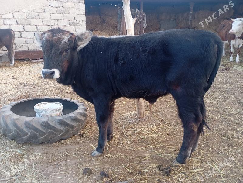 öküz - Анев - img 2