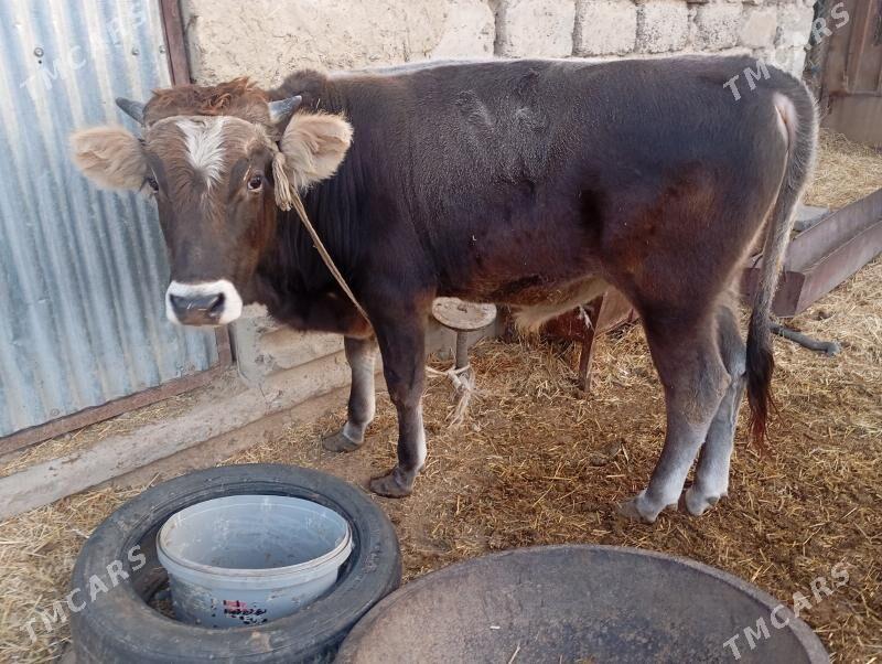 öküz - Анев - img 3