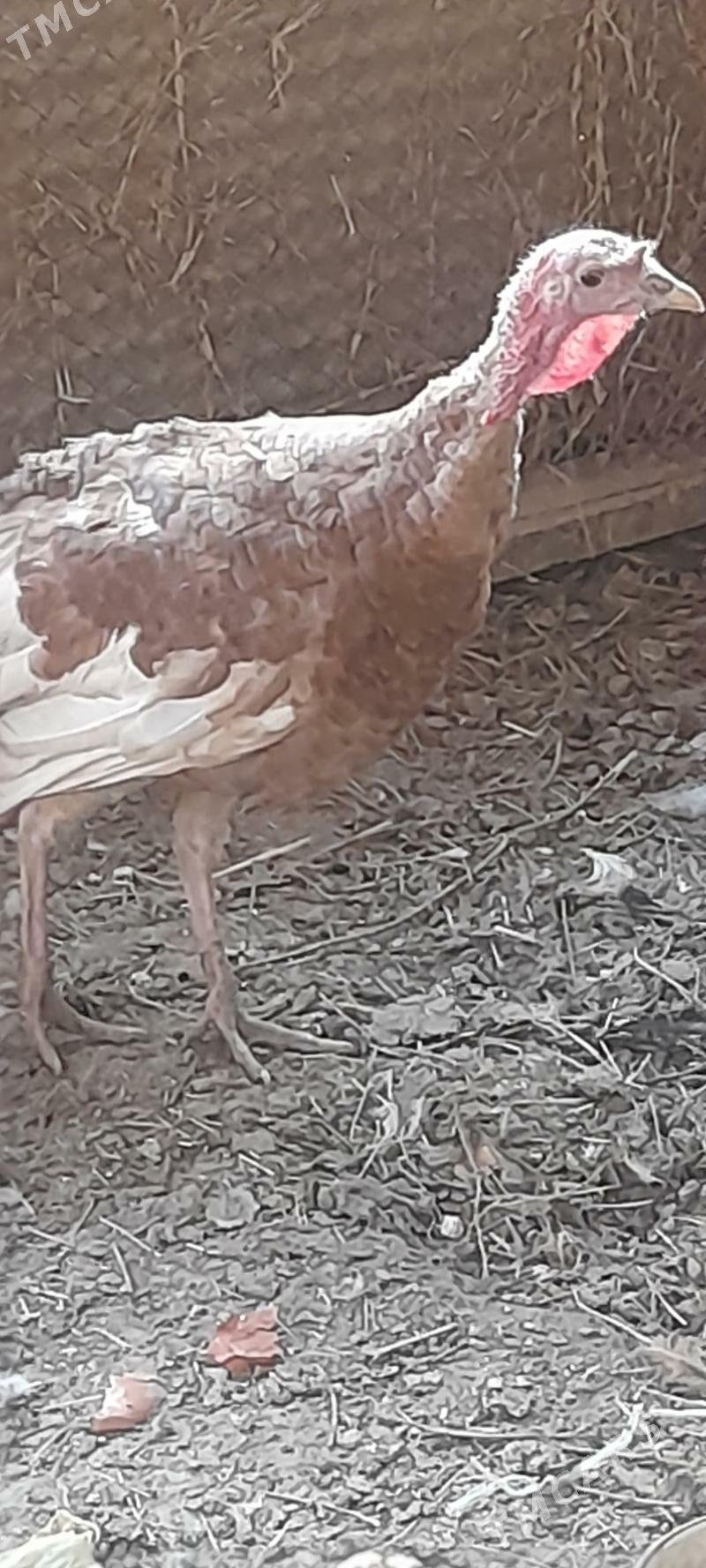 owgan induk erkek - Bäherden - img 2