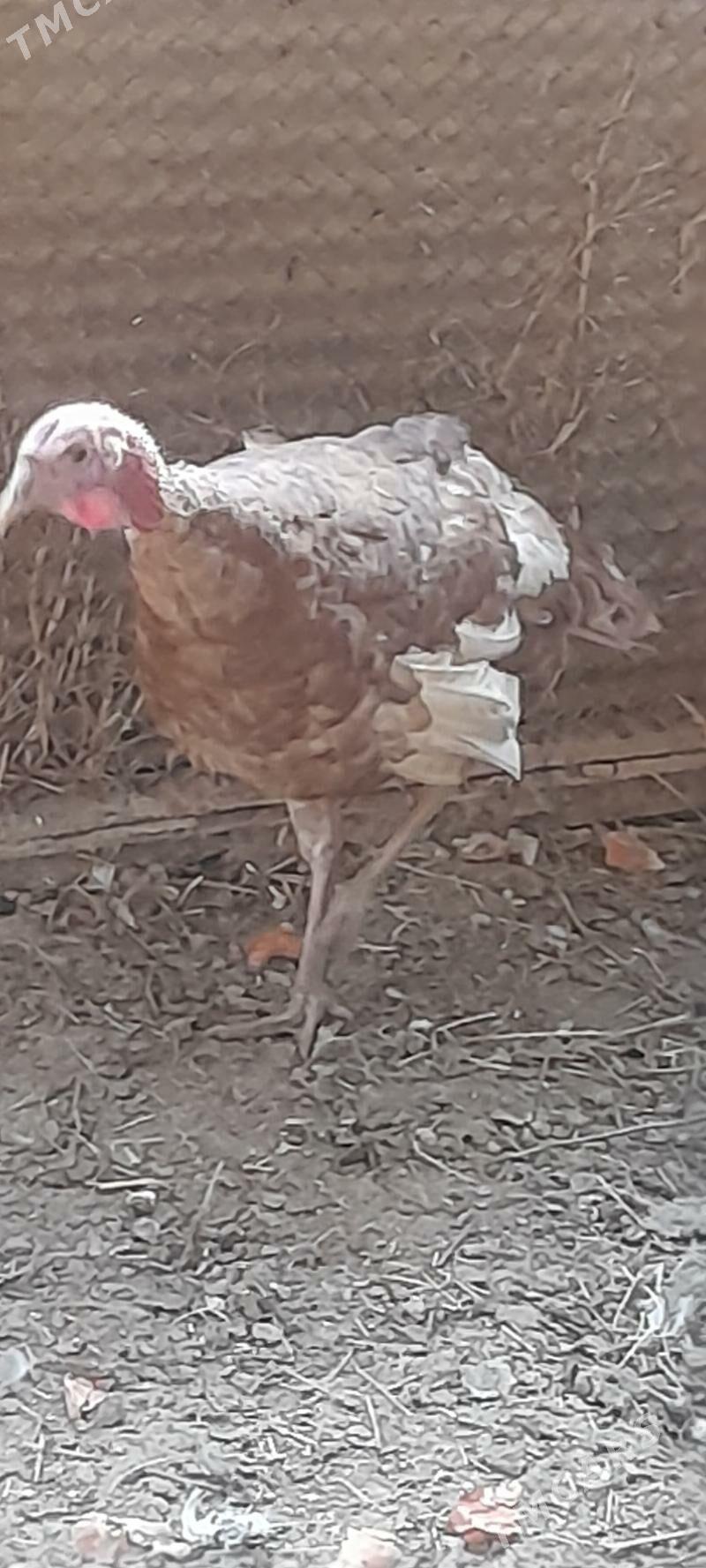 owgan induk erkek - Bäherden - img 1