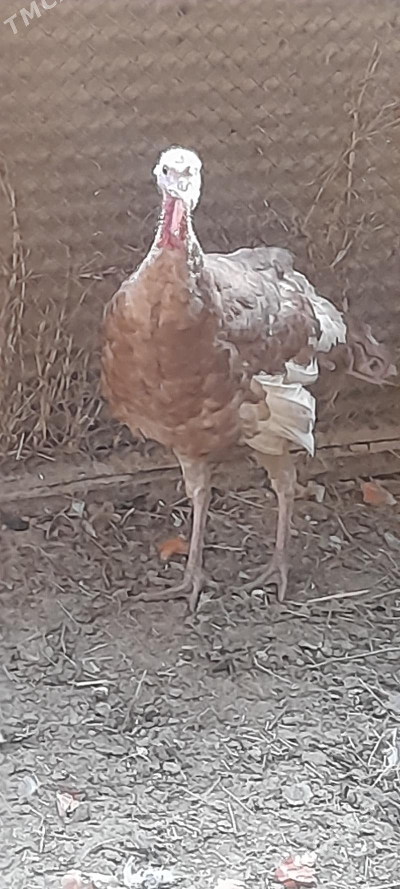 owgan induk erkek - Bäherden - img 3