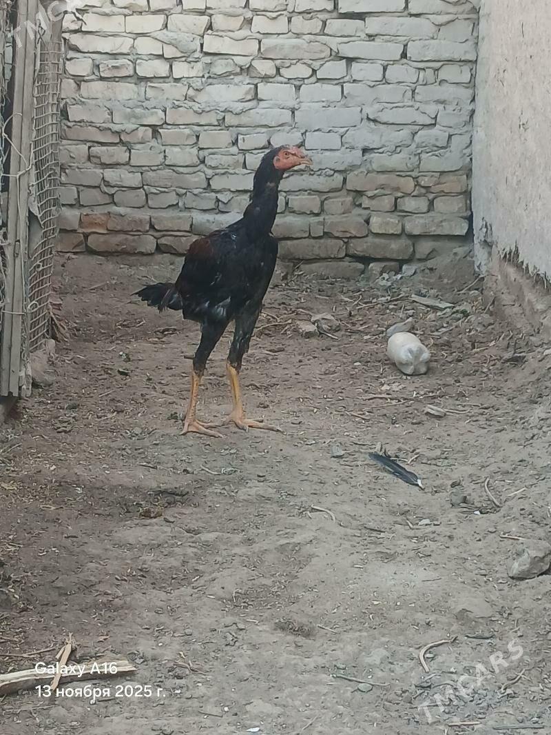 ŞAMO JUYJE - Saýat - img 2