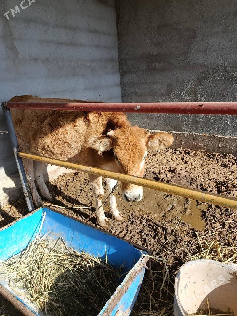 tuwe - Tejen - img 1